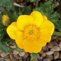 Ranunculus gouanii